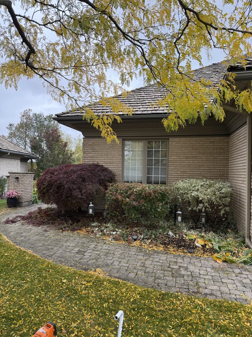 Front garden beds around a red Japanese maple along an interlock walkway, partway through a fall tidy-up