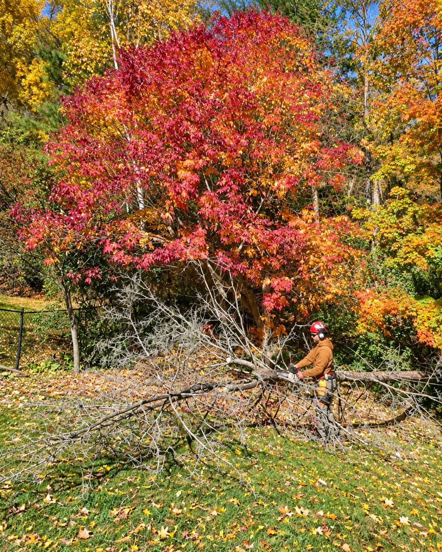 Kurt'z crew member in a helmet and chaps cutting up a fallen dead tree under bright fall leaves