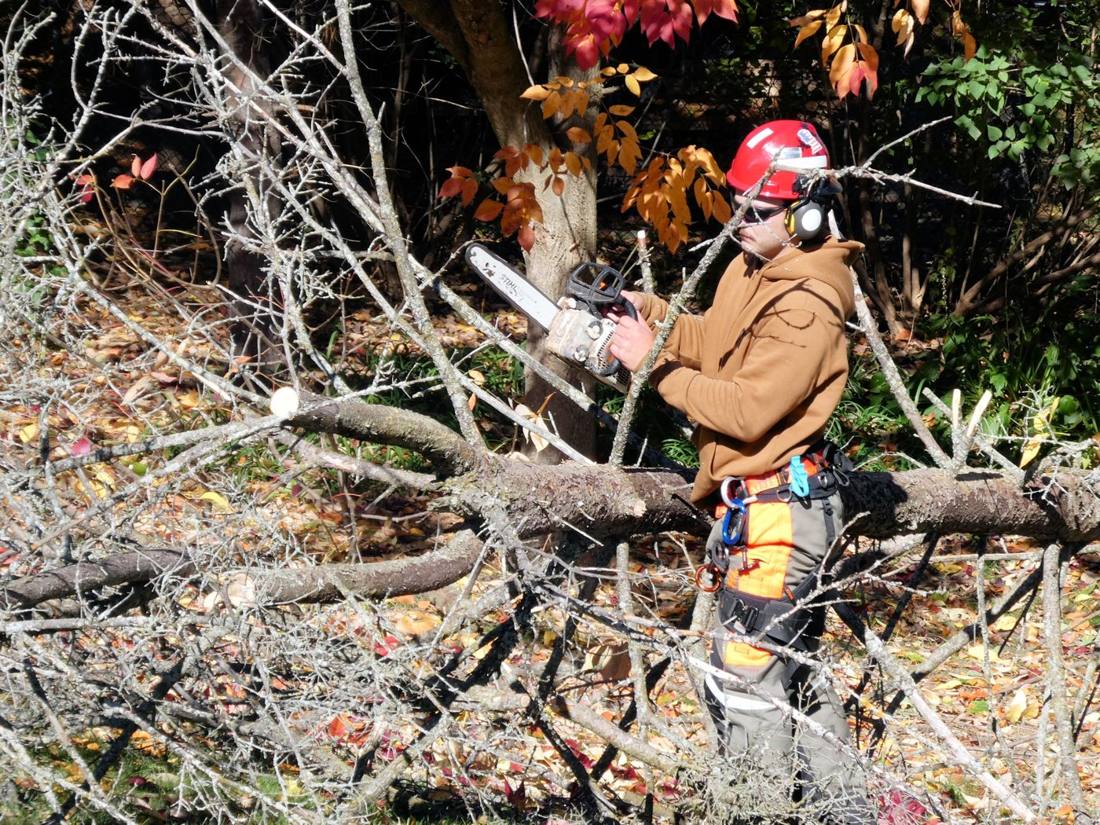 Close-up of a crew member in full chainsaw safety gear bucking a fallen tree