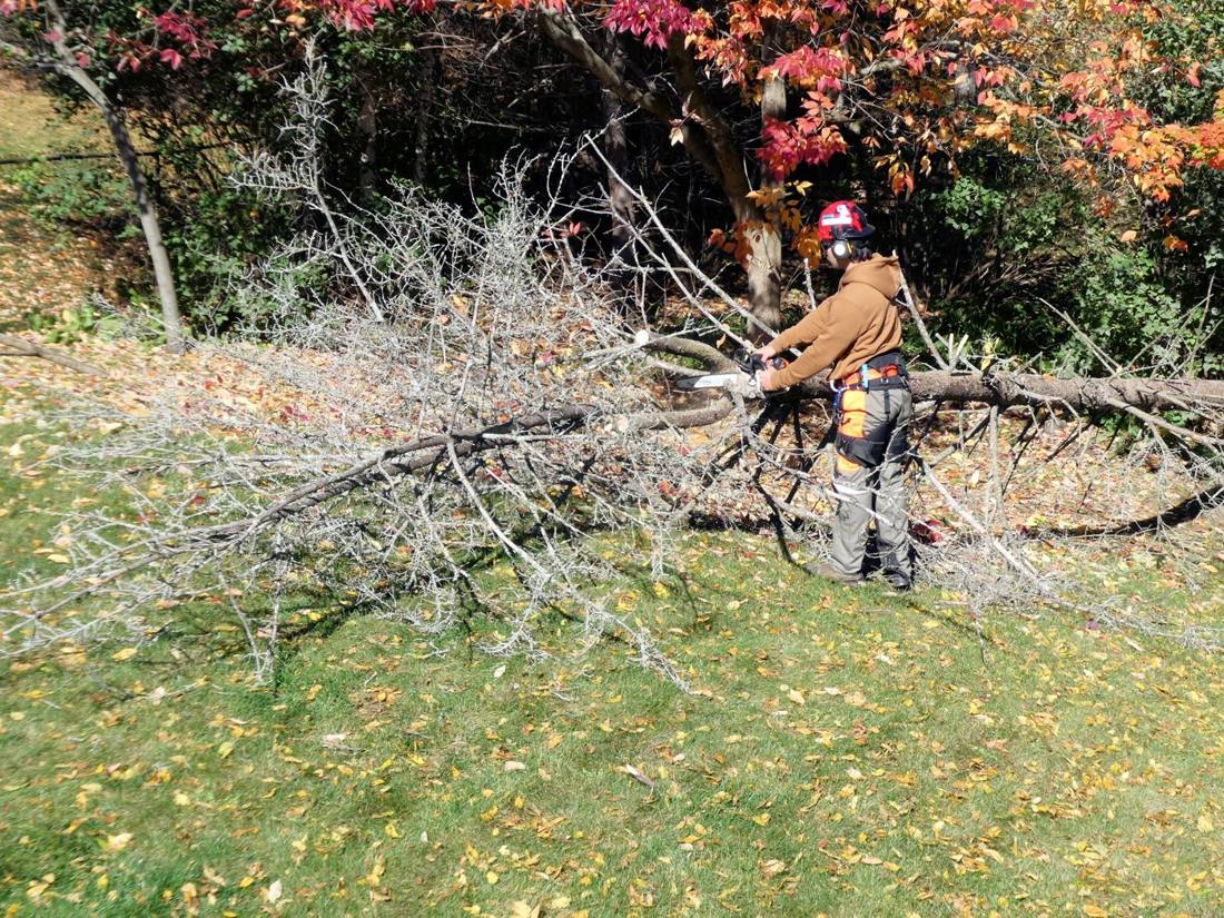 Crew member cutting a fallen tree into sections on a lawn