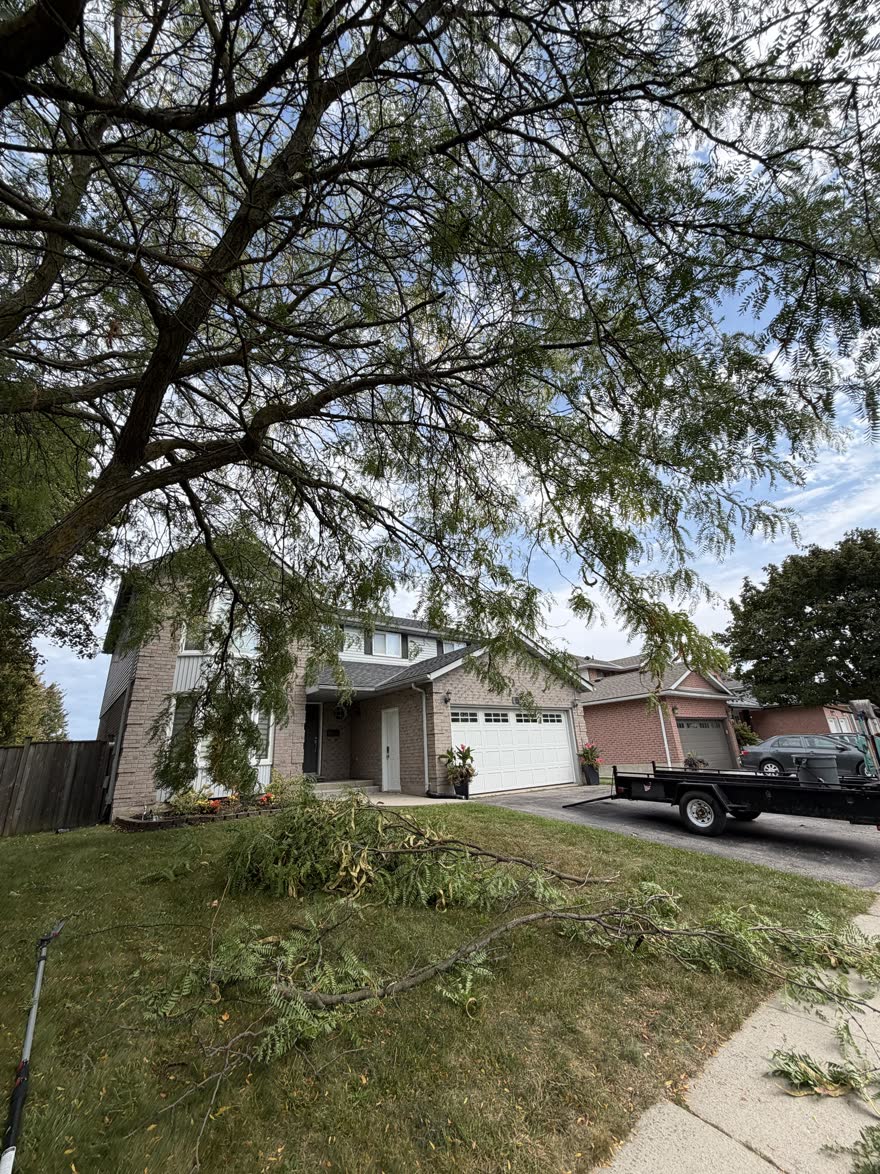 Large honey locust over a house with low limbs cut off and lying on the lawn, trailer in the driveway